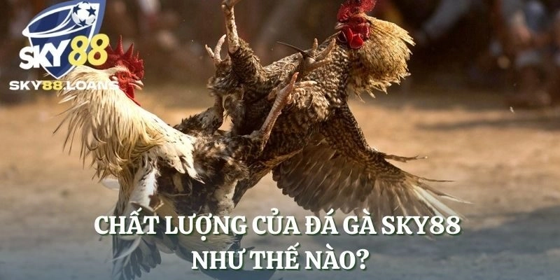 Chất lượng của đá gà SKY88 như thế nào?
