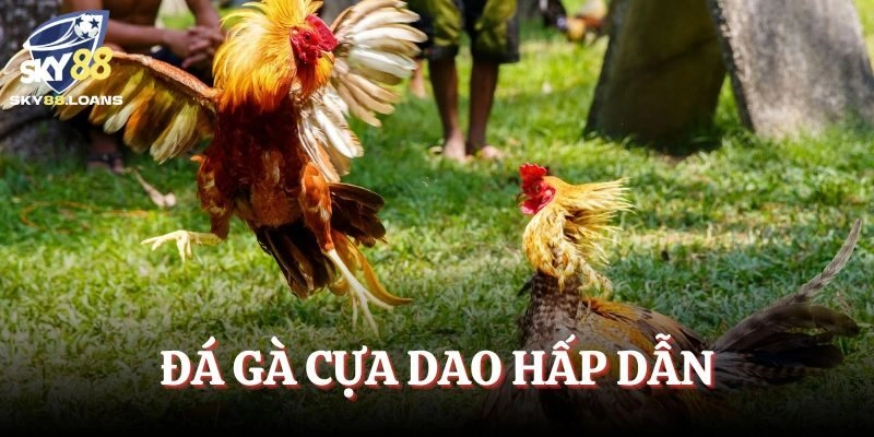 Đá gà cựa dao với các cuộc đấu hấp dẫn
