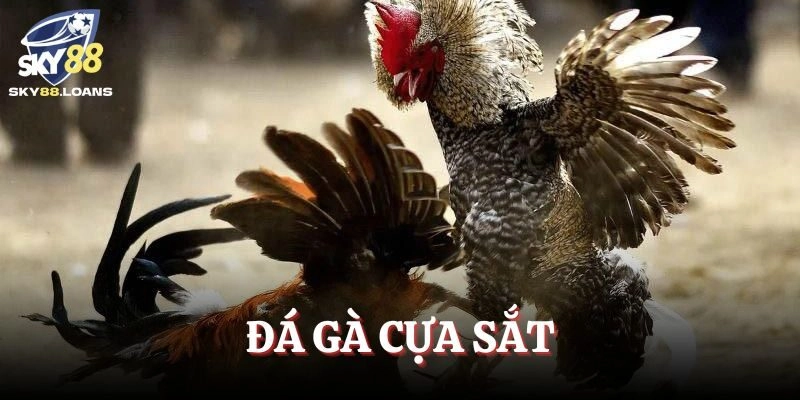 Đá Gà Cựa Sắt 2025 – Loại Hình Giải Trí Tinh Hoa Đặc Sắc 