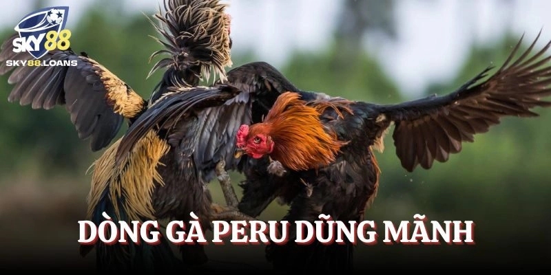  Gà Peru với thân hình lực lưỡng gây áp lực lên đối thủ