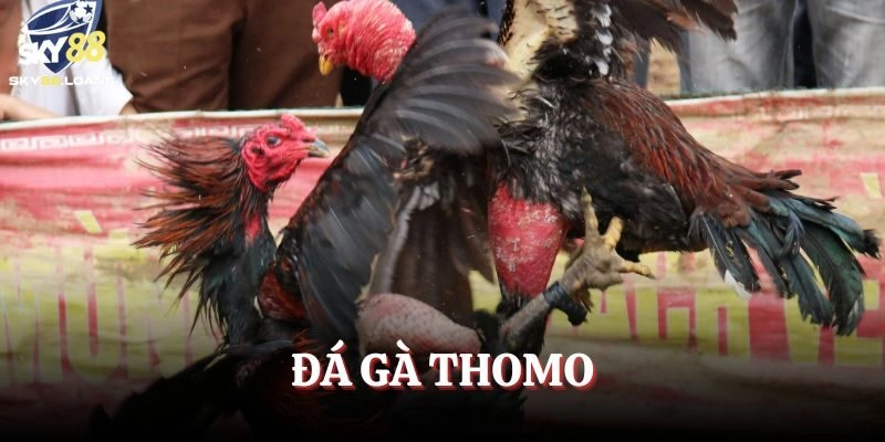 Đá Gà Thomo Trực Tiếp – Trải Nghiệm Cực Đã Cho Tín Đồ Đam Mê