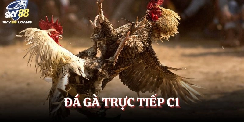 Đá Gà Trực Tiếp C1 – Trải Nghiệm Gây Cấn Và Cơ Hội Thắng Lớn